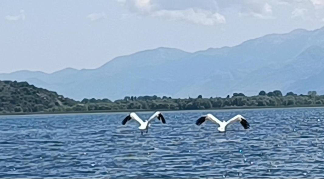 Haustor Skadar Lake Villa Podgorica Bagian luar foto