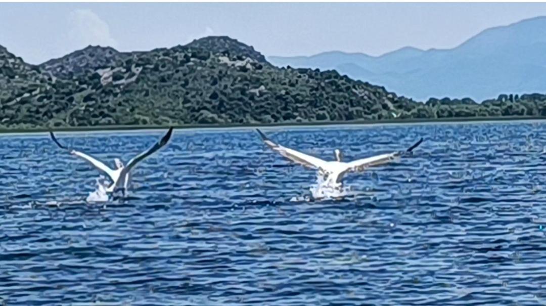 Haustor Skadar Lake Villa Podgorica Bagian luar foto