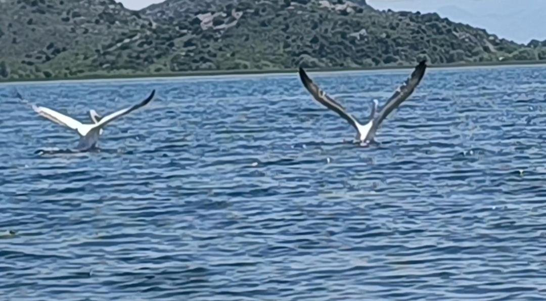 Haustor Skadar Lake Villa Podgorica Bagian luar foto