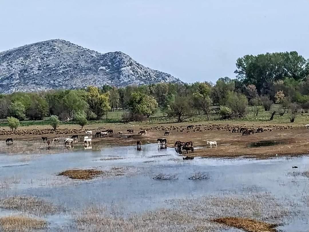 Haustor Skadar Lake Villa Podgorica Bagian luar foto