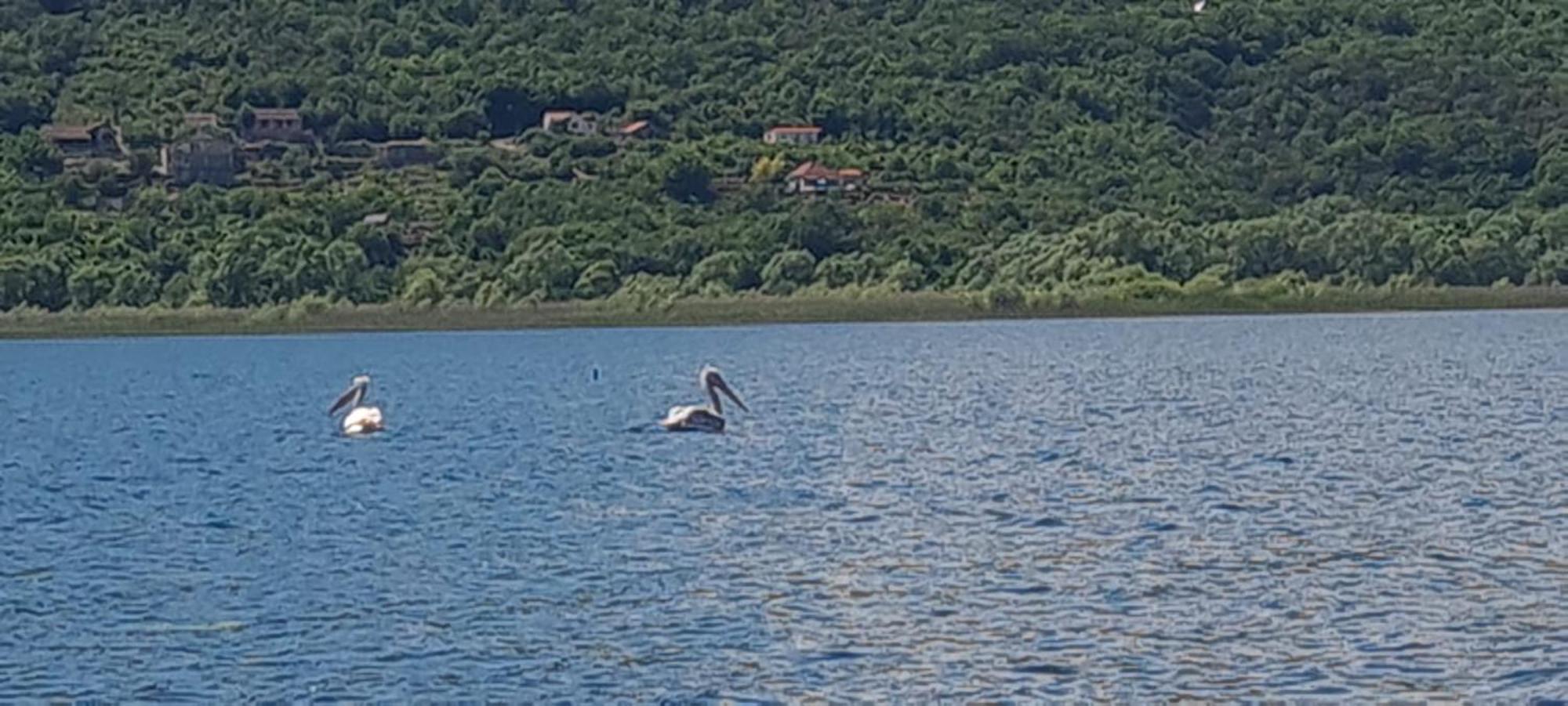 Haustor Skadar Lake Villa Podgorica Bagian luar foto