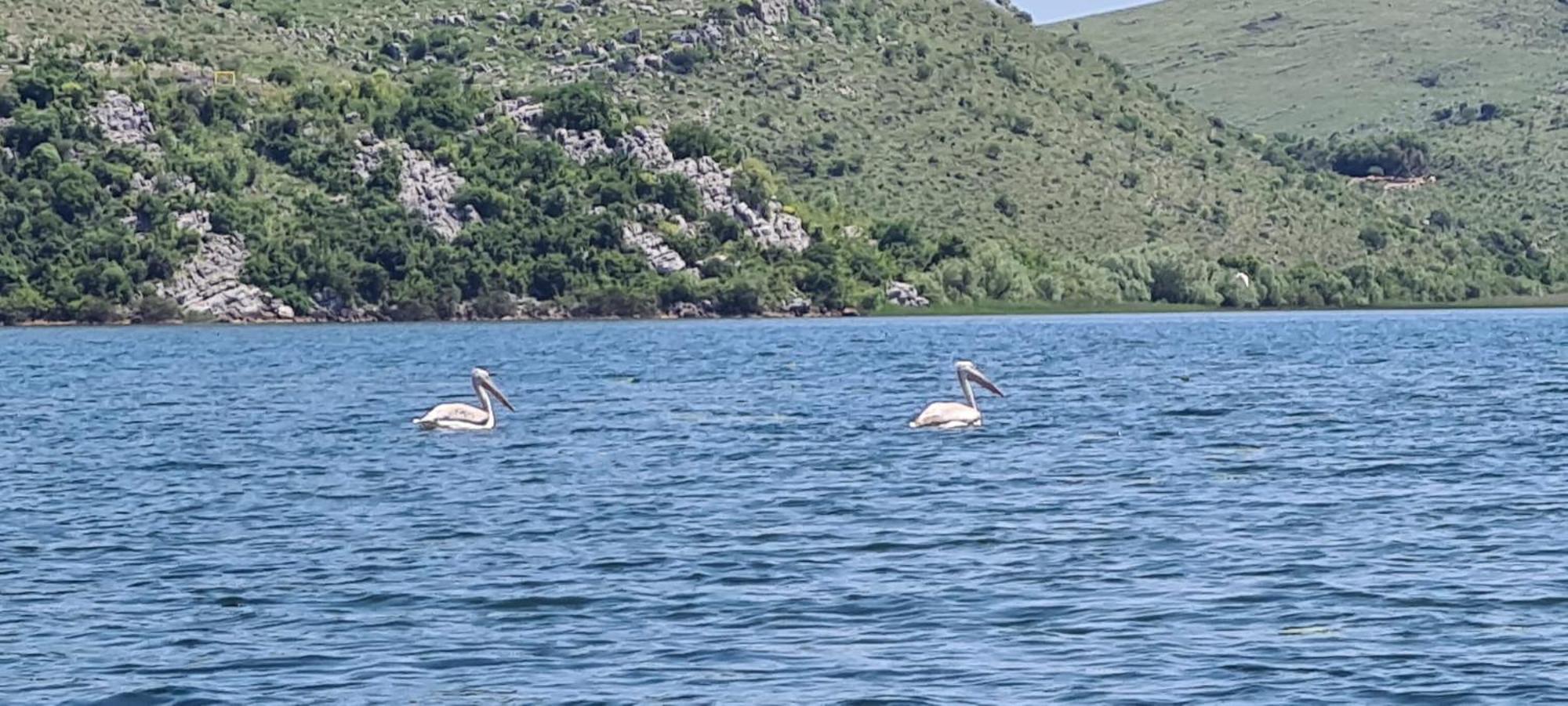 Haustor Skadar Lake Villa Podgorica Bagian luar foto